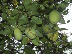 カリン　Chaenomeles sinensis