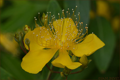 yellow yababuki017S