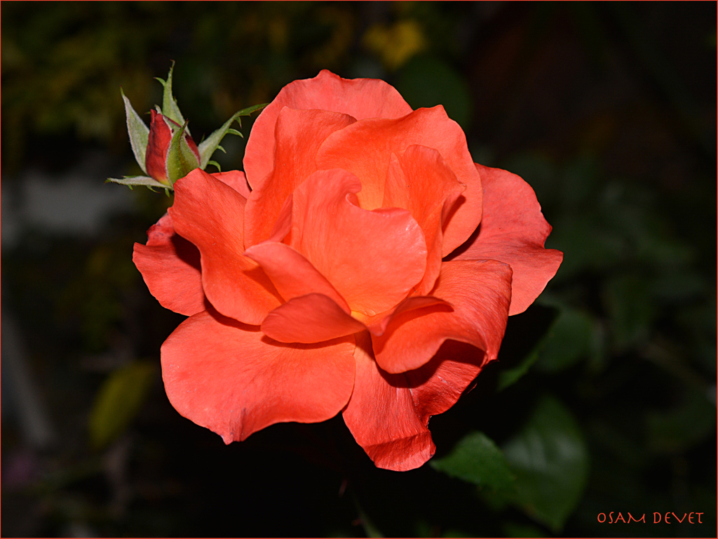 Red rose08