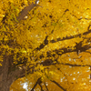 The Big Yellow02