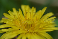 Dandelion127