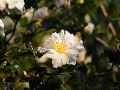 Camellia sasanqua03