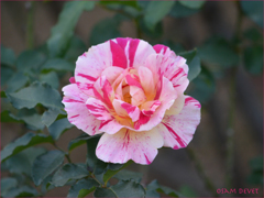 Rose Hibiya03