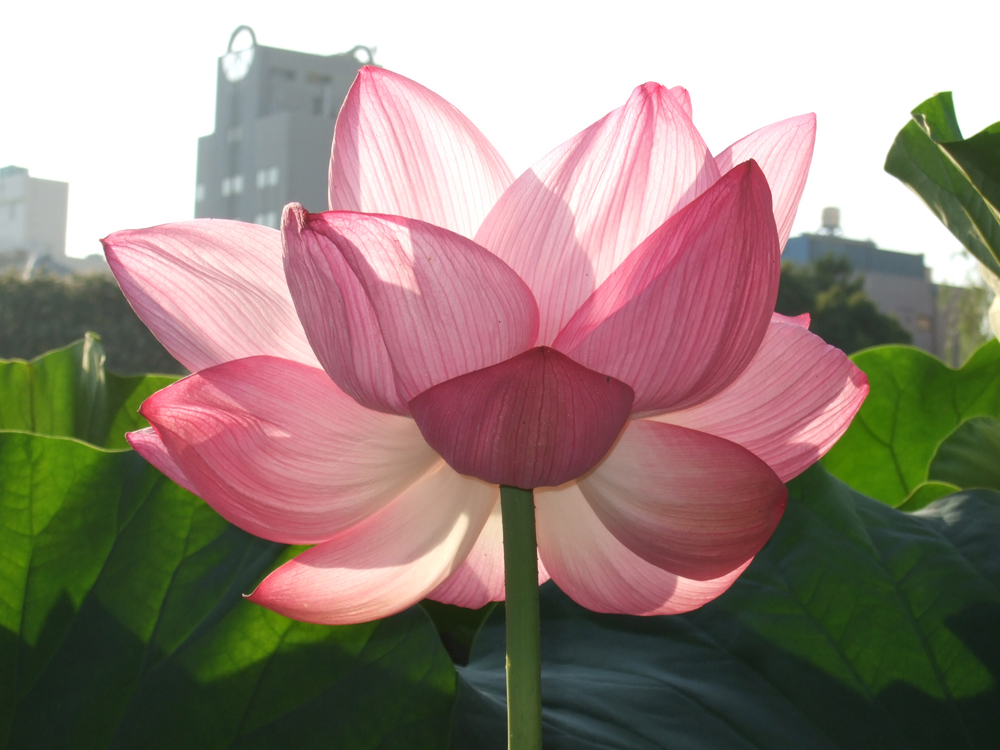 lotus backlight osam devet