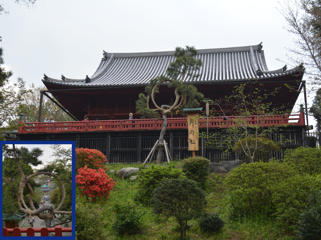 月の松　寛永寺清水観音堂