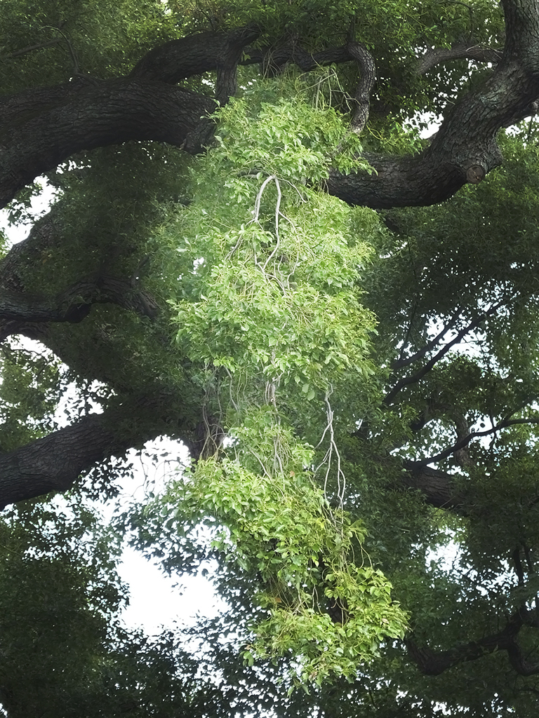 宿り木　mistletoe