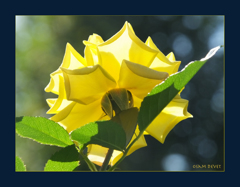 Back Light Yellow Rose