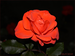 Enough mature red rose02