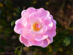 Rose Pink02