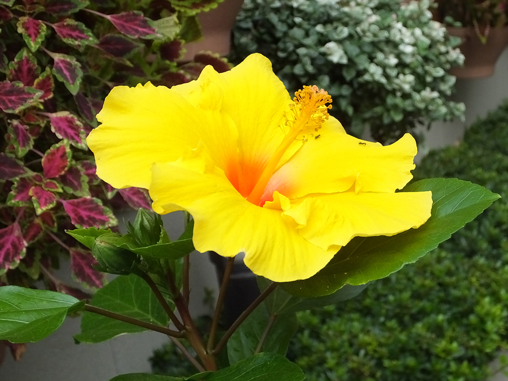 黄色いハイビスカス　Yellow Hibiscus