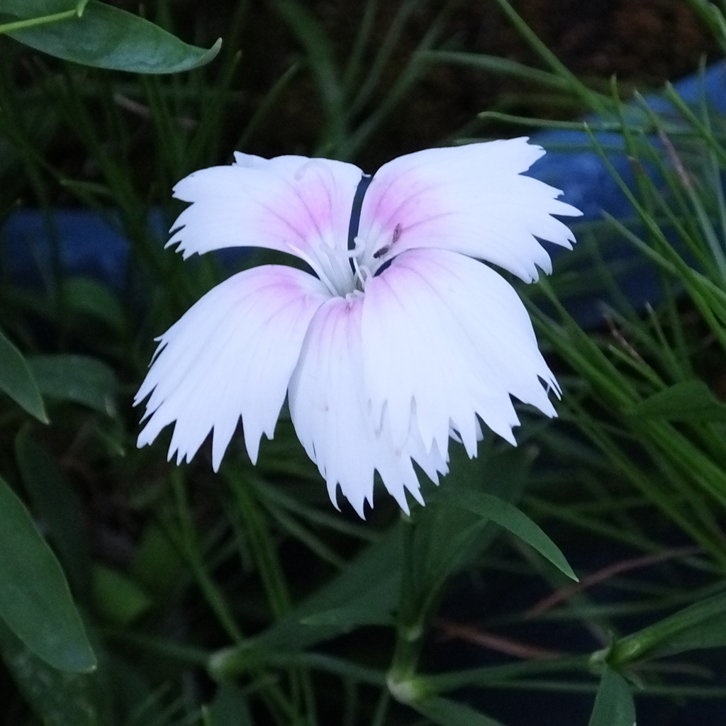 白い花02　white flower02