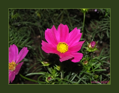 cosmos dark pink