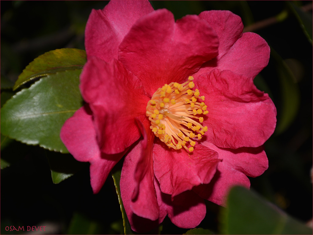 Camellia Bright Pink Yanesen02