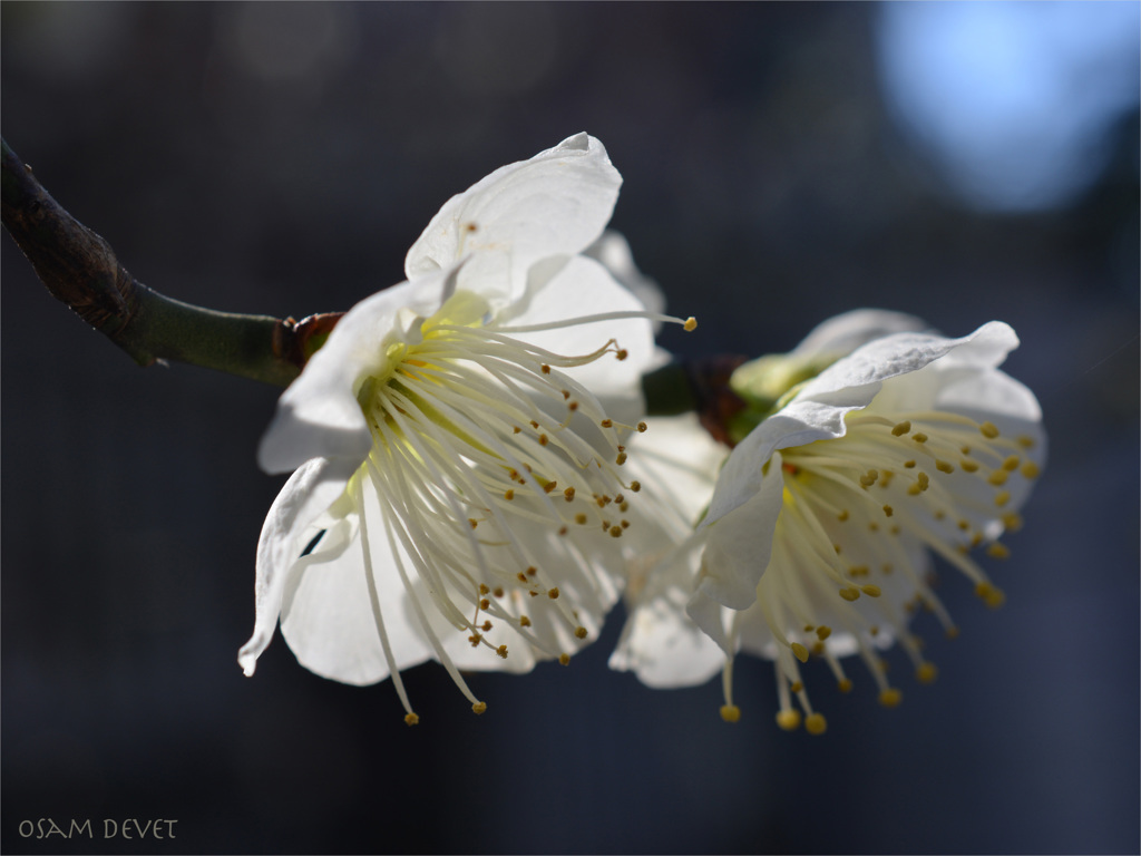 Japanese apricot white01