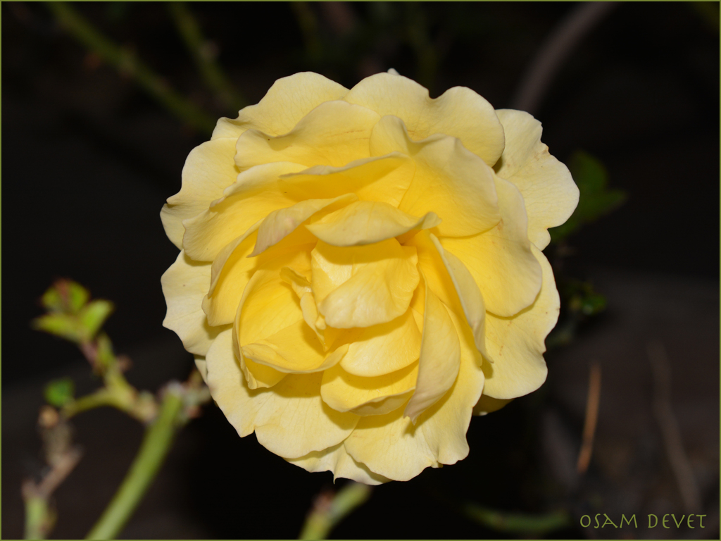 Yellow rose Minowa01