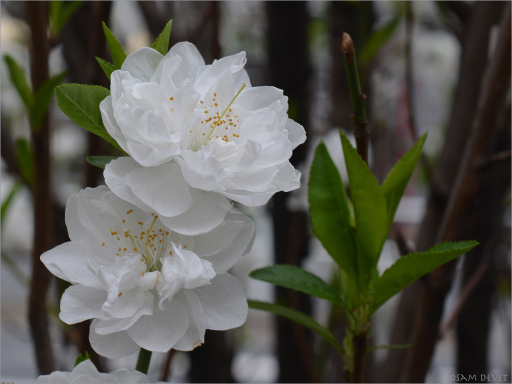 Prunus persica Terutemomo 