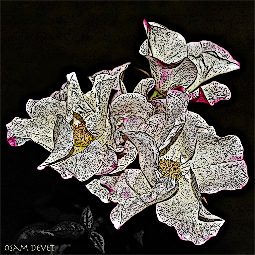 Enough mature rose06