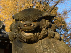 Komainu dog in autumn