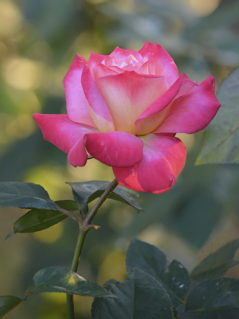 Red rose Hibiya02