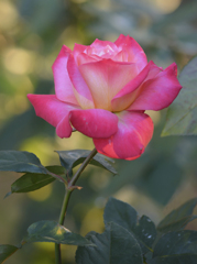Red rose Hibiya02