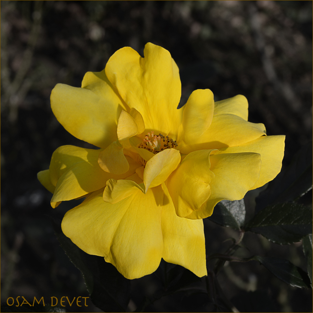 Yellow rose03