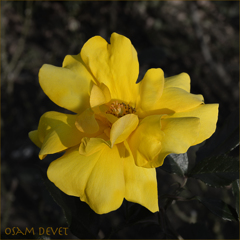 Yellow rose03