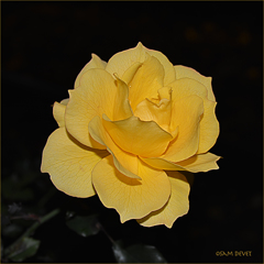 Dark yellow rose03