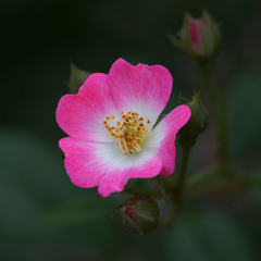 pink rose564