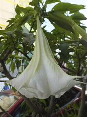 天使のつり鐘　Flower such as a white bell