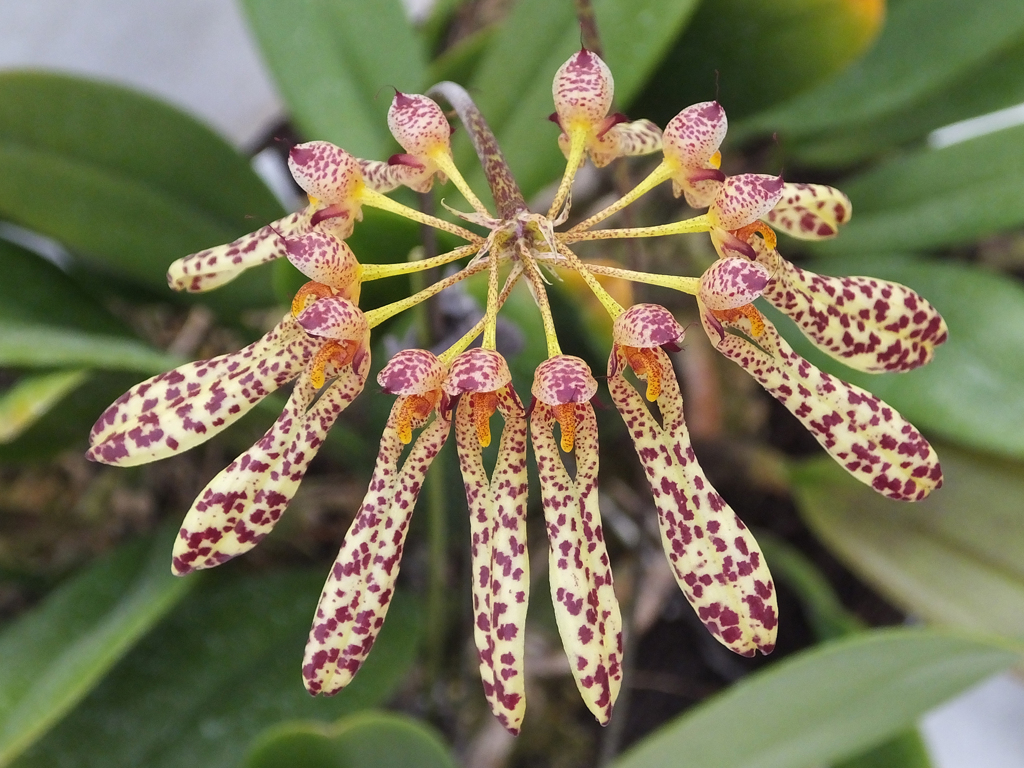 ランの仲間　A kind of Bulbophyllum