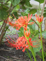 彼岸花　Lycoris radiata