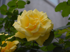 yellow rose s DSC_0063