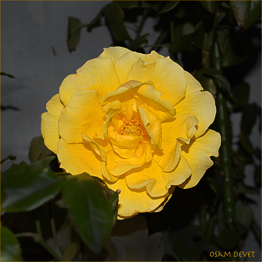 Yellow rose Yanesen01