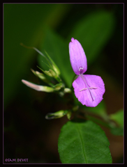 Small pink flower02