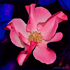 Enough mature rose03