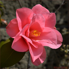 camellia japonica red