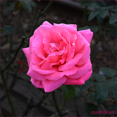 pink rose01a