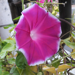 朝顔　There are a lot of beautiful things