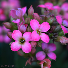 Pink small beauties