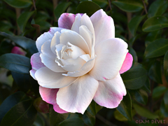 camellia with light pink04