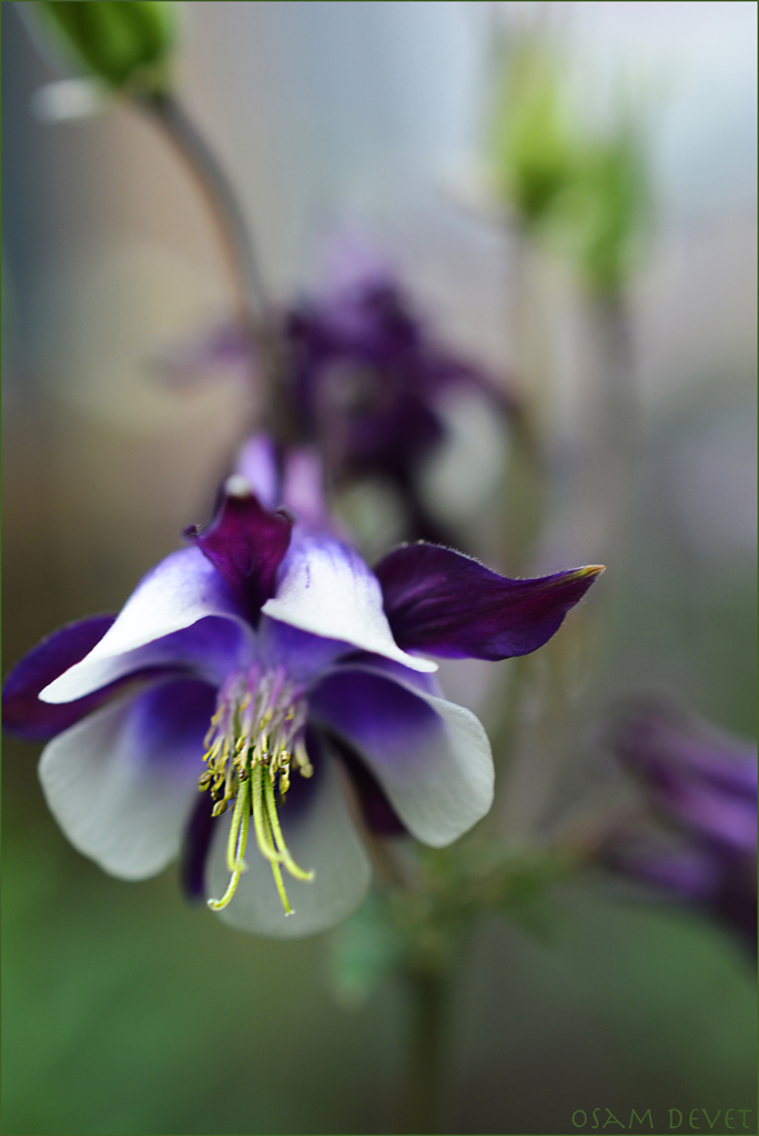 ご近所の玄関先の花