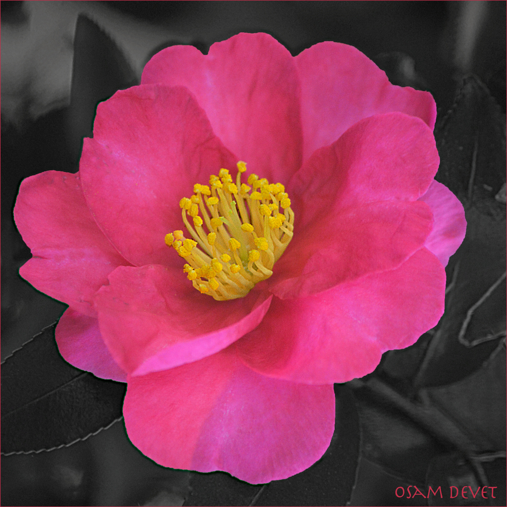 camellia dark pink01