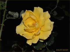 Yellow rose arakawa01