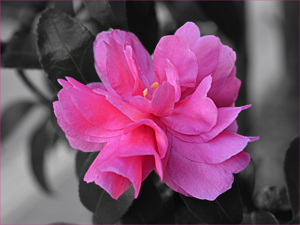 Camellia pink01
