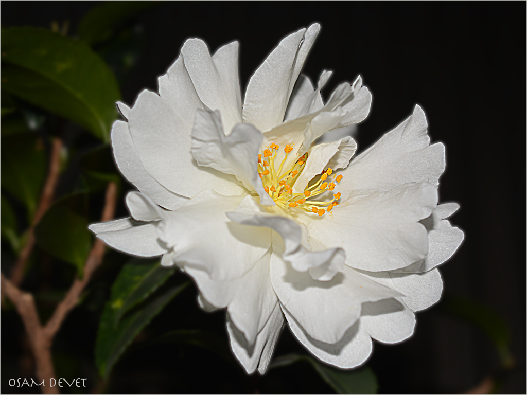 Camellia white01