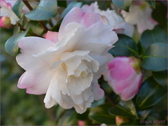 Camellia Minowa