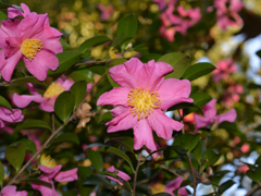 Camellia sasanqua02