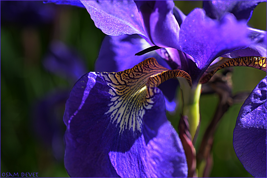 Siberian iris111