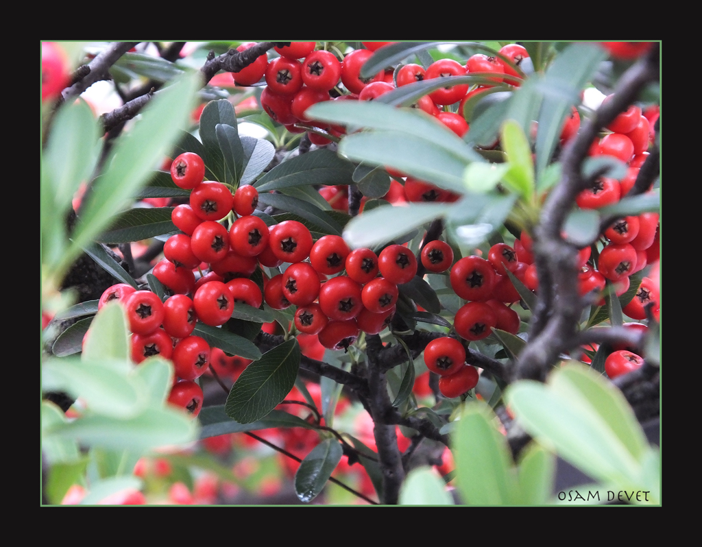Autumn red berries