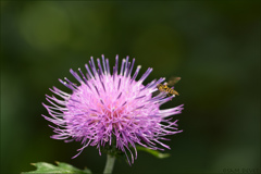 Thistle & bee039